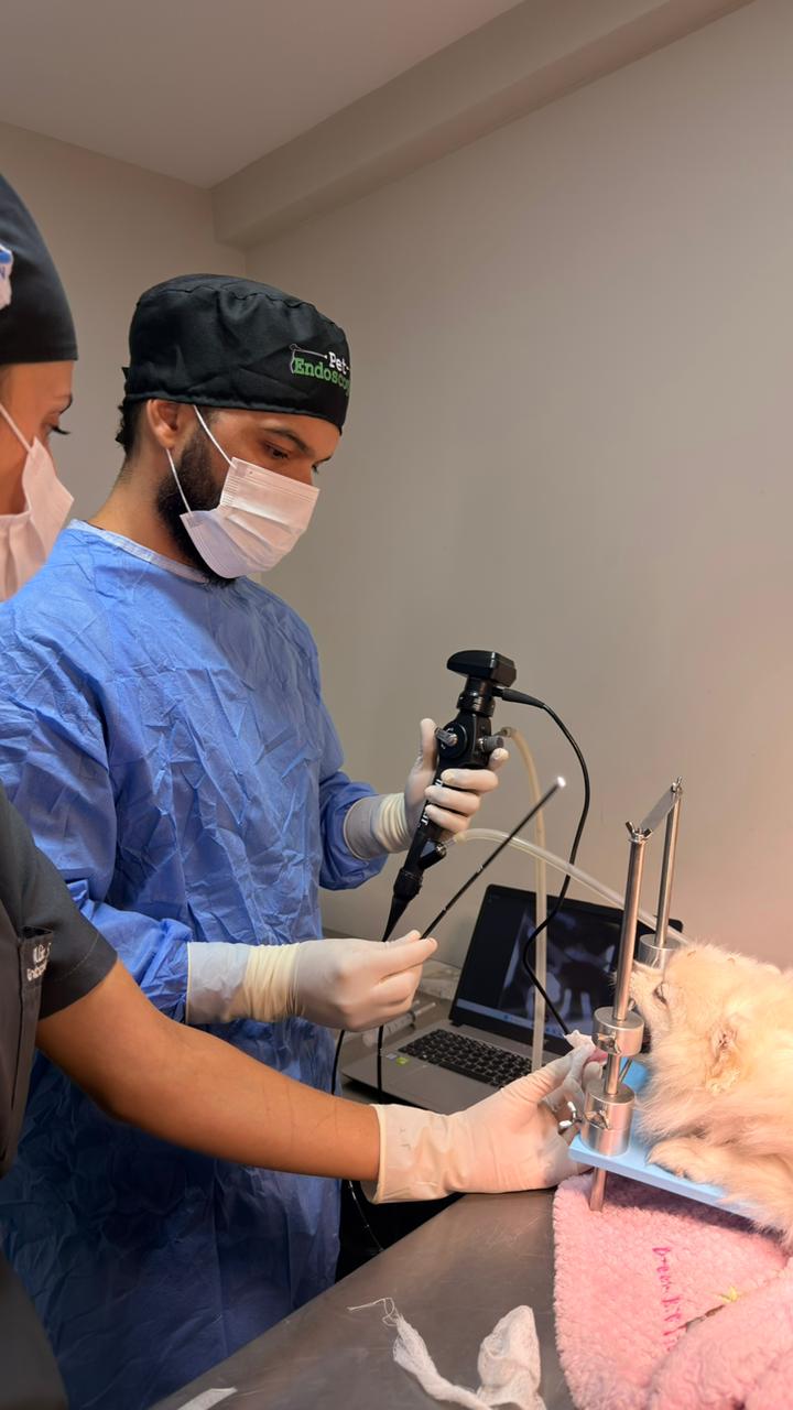 Exame de endoscopia veterinária